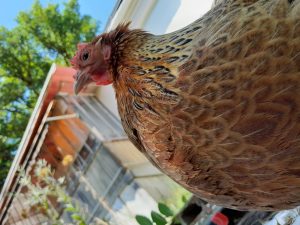 Poule, quelle est la plus belle ?