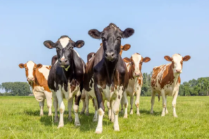 Lait cru ou lait stérilisé : vous êtes plutôt pour ou contre le lait cru ?